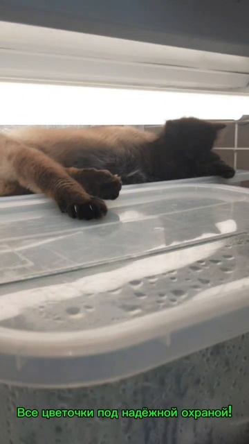 Цветы под охраной!