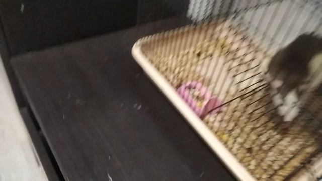 моя крыска выполняет трюк смотреть онлайн