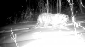 Тигры держат в страхе жителей нескольких поселков в Хабаровском крае