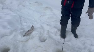 На блесну.Поимка Форели