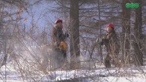 В Уфе начали санитарную очистку леса вдоль проспекта Дружбы народов