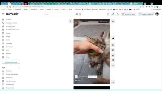 Котята питомника кошек  АЛЕКС КЭТС