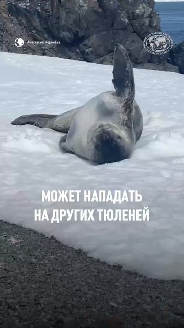 Тюленимся по полной! Биолог Анастасия Королёва сняла эти кадры в Антарктике! #shorts