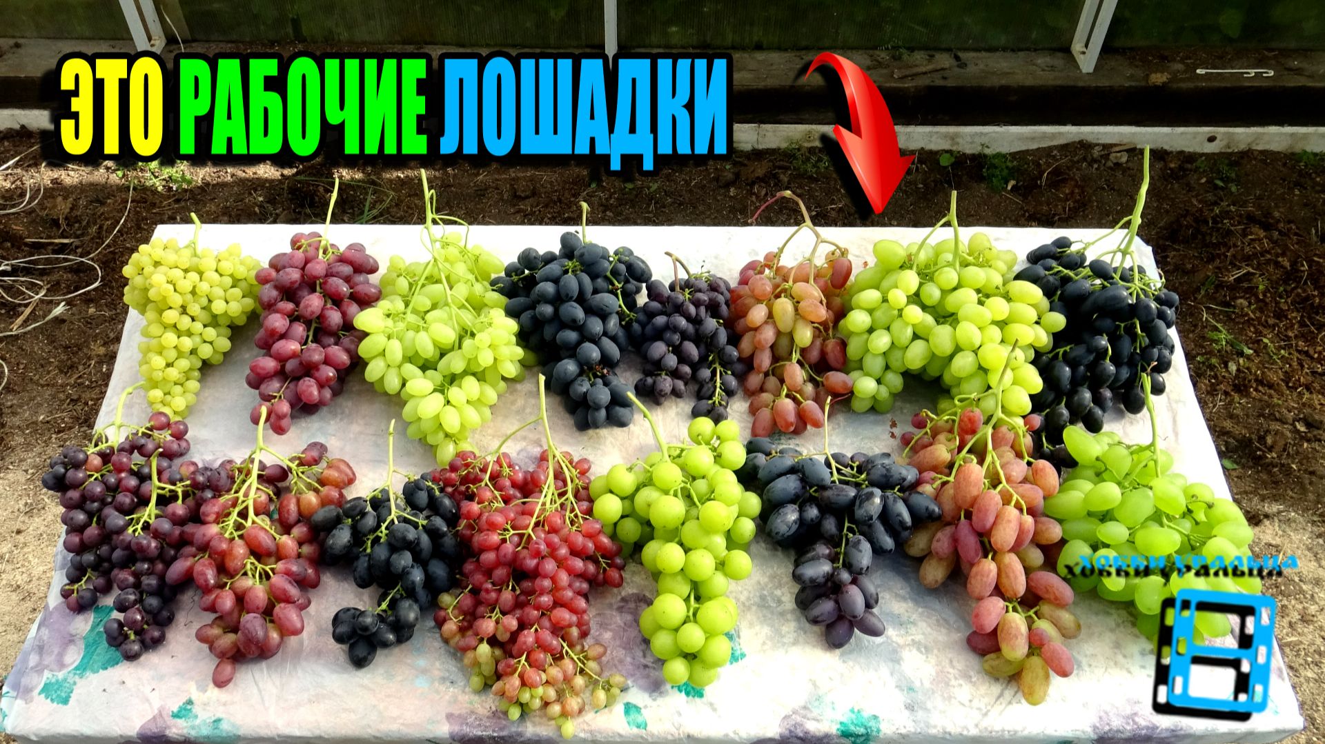 САМЫЙ ЛУЧШИЙ ВИНОГРАД НА НАШЕМ ВИНОГРАДНИКЕ. СЕВЕРНЫЙ ВИНОГРАД 26-01 смотреть онлайн