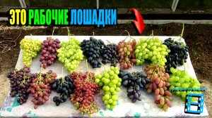 САМЫЙ ЛУЧШИЙ ВИНОГРАД НА НАШЕМ ВИНОГРАДНИКЕ. СЕВЕРНЫЙ ВИНОГРАД 26-01