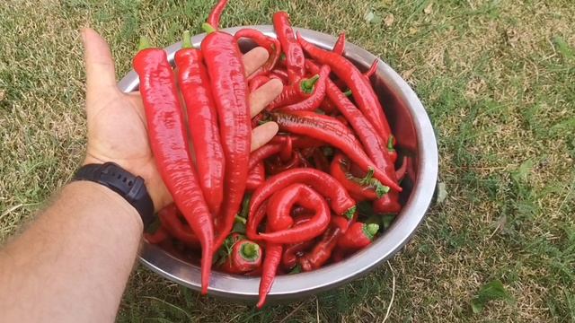 pomidom.ru Деликатесный Перец Джимми Нарделло — Jimmy Nardello Pepper