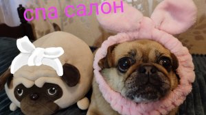 АСМР 🐶 Спа салон для Милушки 🐶
