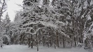 ВЫПАЛ СНЕГ - ВСТАЁМ НА ЛЫЖИ!