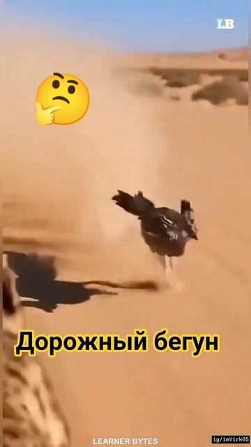 Дорожный бегун 🏎️