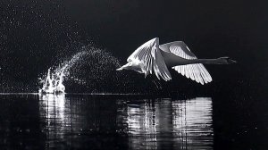 Уникальные фотоработы представлены на фестивале "Первозданная Россия" в Манеже.