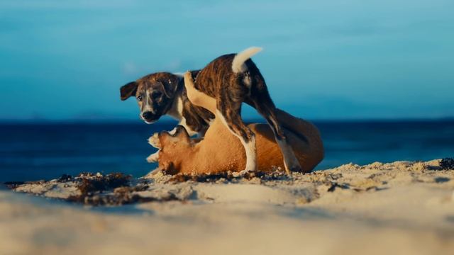 TF   DREAMS OF PHILIPPINES — A CINEMATIC JOURNEY