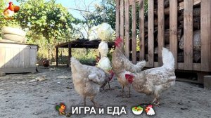 Кормление кур овощами и фруктами для зарядки и от скуки 🥗🐓🤗  (55)