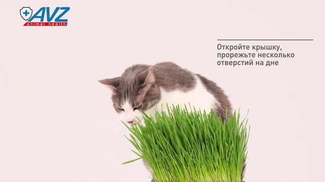 Четыре с хвостиком® травка для кошек и других домашних любимцев