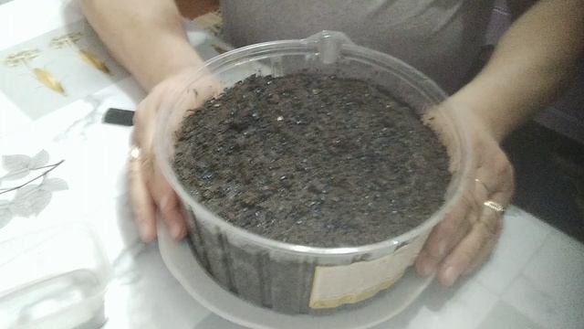 Обзор посадки лука семенами на россаду(27января). смотреть онлайн