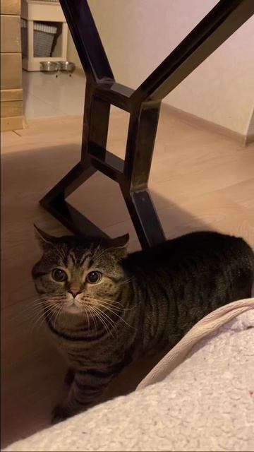 кормит-меня-🐱-реки-рекомендации-хочуврек-хочувтоп-рек