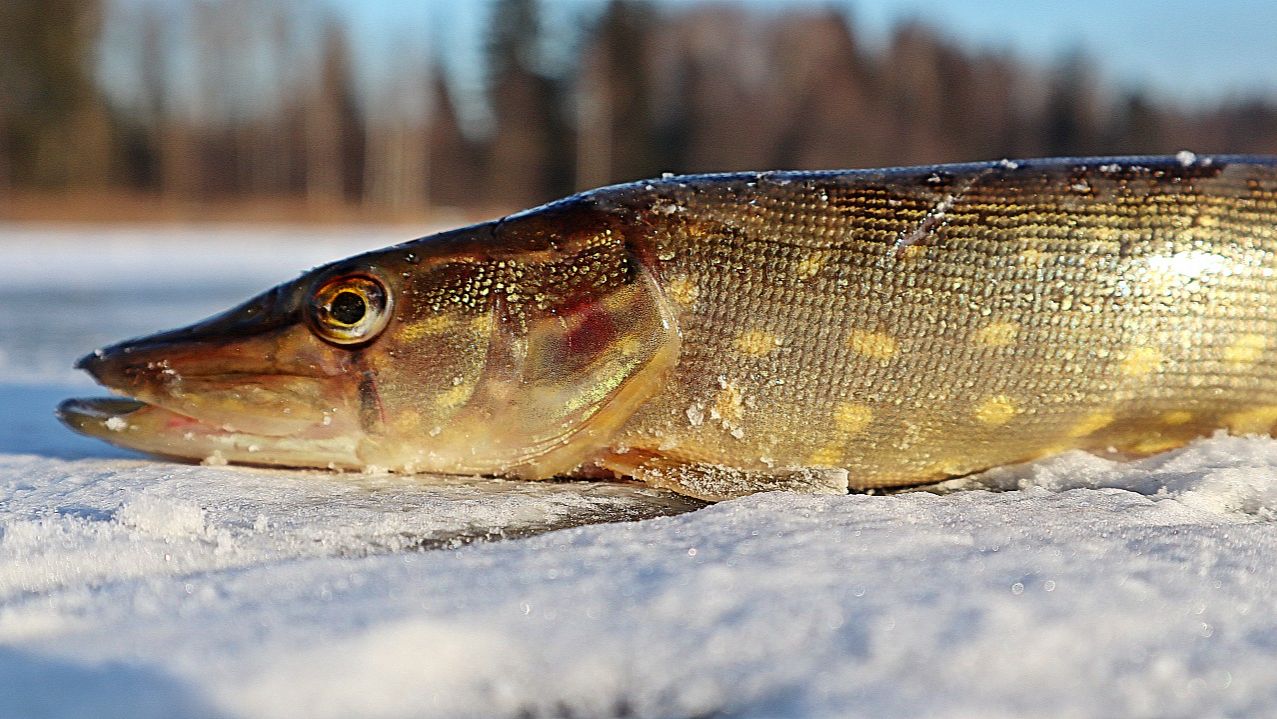 Как заставить щуку клевать в феврале? Рабочий алгоритм!