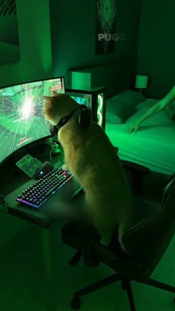 Каждая ночь, когда ты завёл кота.