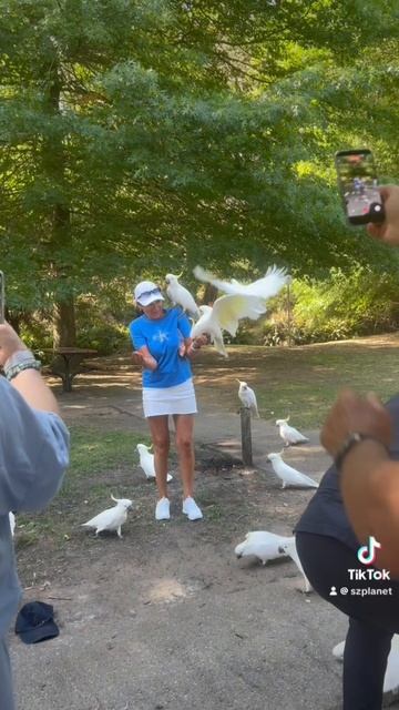 Белые попугаи в Австралии