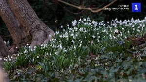 Символ победы над морозами: на окраине Ялты расцвели подснежники