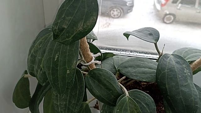 Комнатные Растения В Спальне В Феврале смотреть онлайн