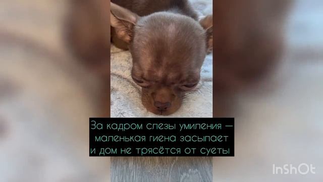 За кадром слезы умиления, пока … За кадром слезы умиления, пока …