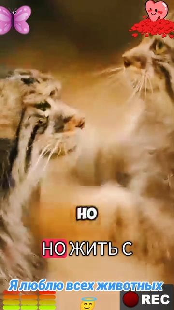 Я люблю всех животных😇 смотреть онлайн