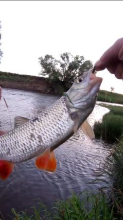 МУХА рулит. Ловля голавля на спиннинг.