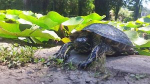 В гостях у Тартилы