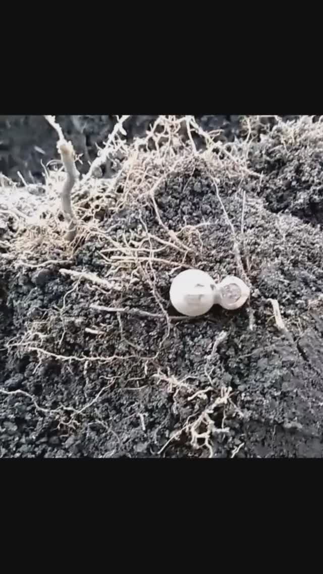 Старинная пуговица гирька смотреть онлайн