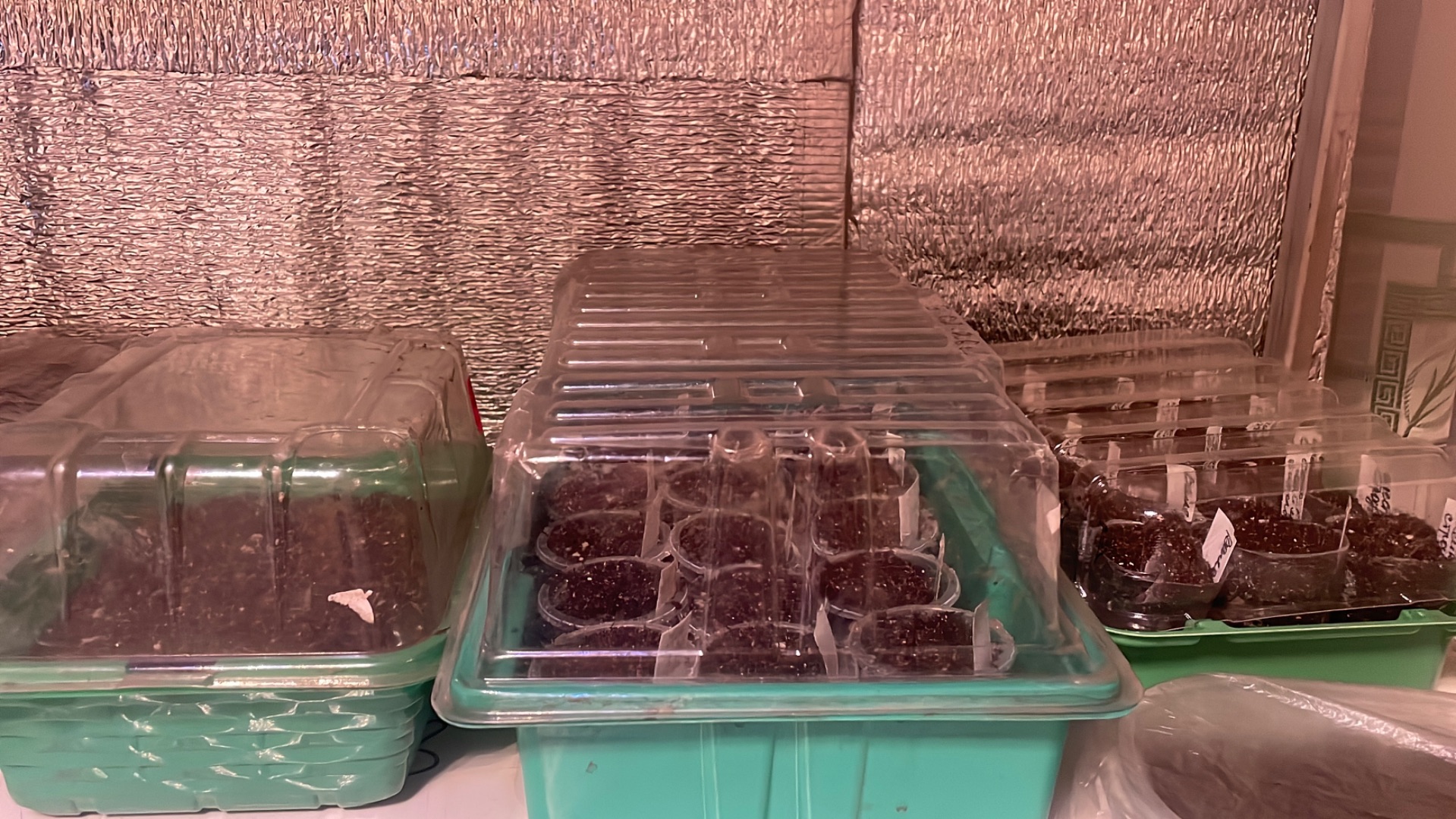 Дома меня не было 6 дней 🙈, сею семена цветов на рассаду. Покупки для посевного сезона. смотреть онлайн