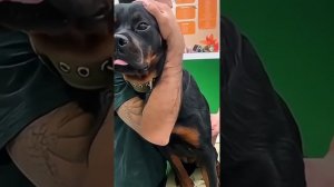 Собаки и кошки!