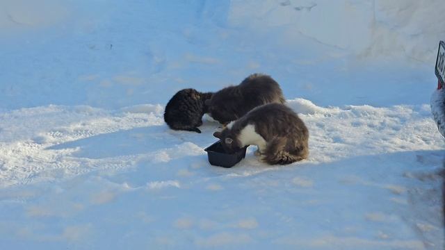 🐈⬛Пират привёл голодную семью на ужин: Кралю и Котёнка полосатого. 🍴
Угольки боятся смотреть онлайн