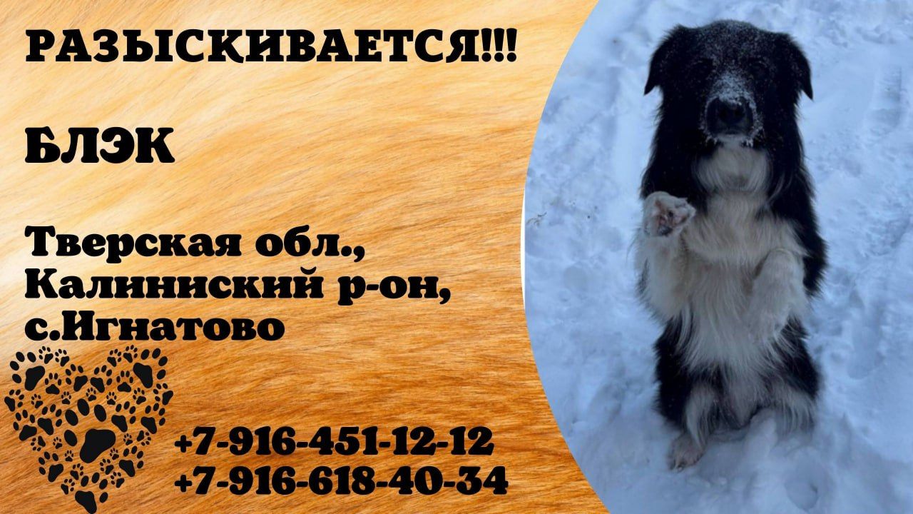 Пропала собака! БЛЭК. Тверская обл,  Калининский р-он,  с. Игнатово