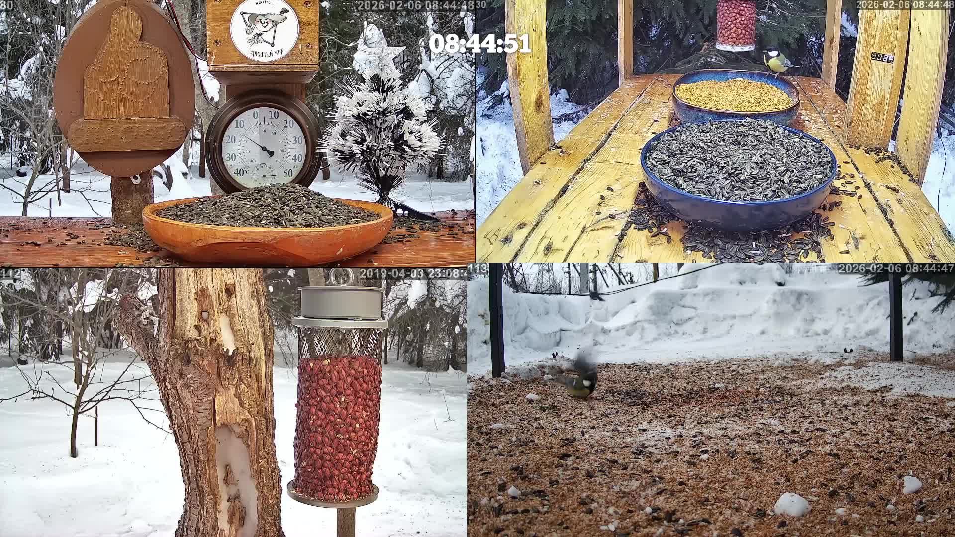 #онлайн_кормушка_для_птиц. 6 февраля 2026 года. г. Калуга