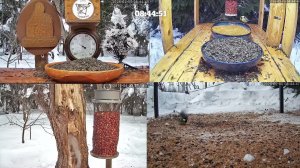 #онлайн_кормушка_для_птиц. 6 февраля 2026 года. г. Калуга