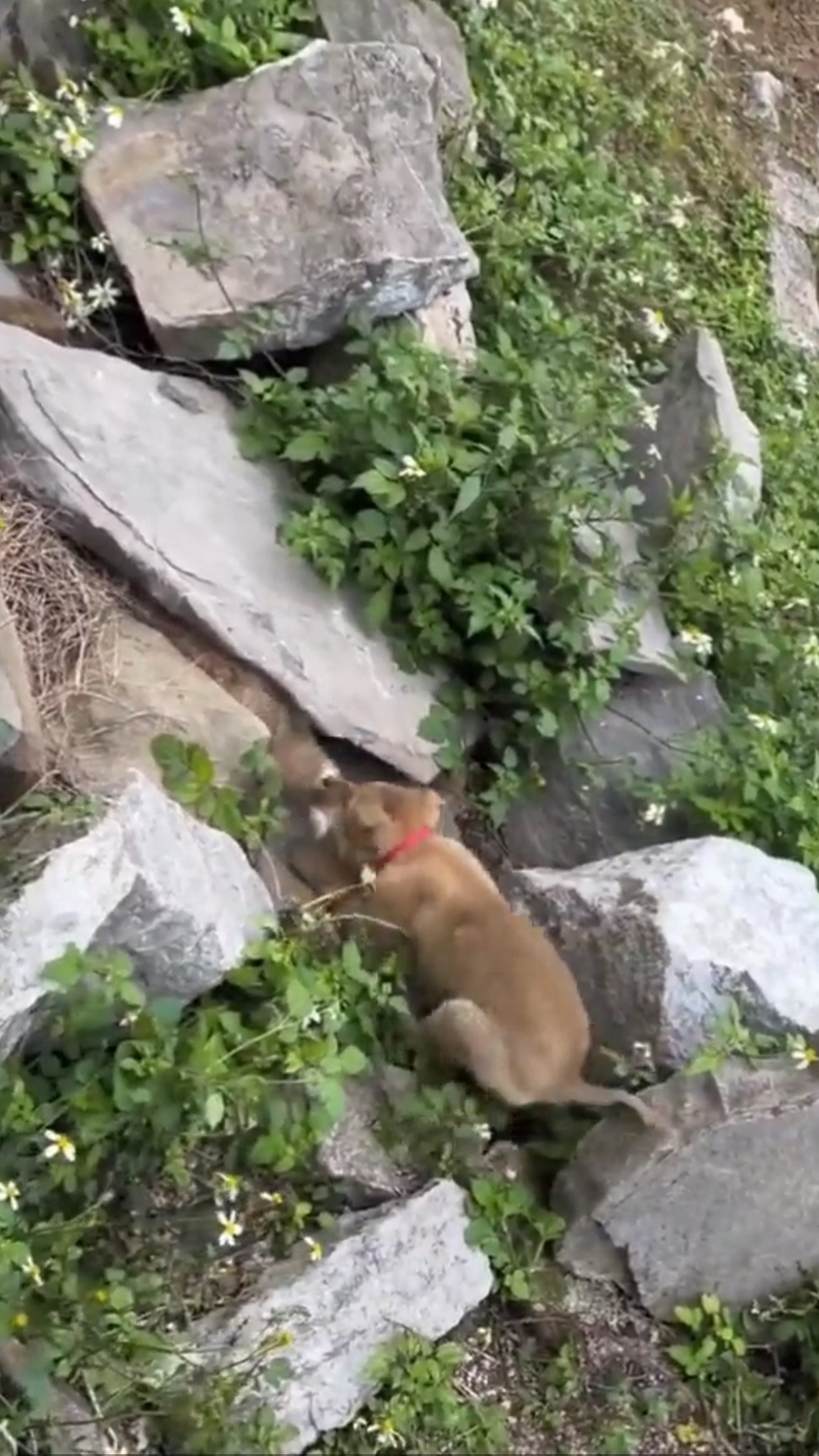 Маленький охотник 🐕