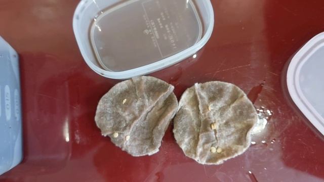 Распаковка  | Фито лампа  | Перец халапеньо | Виола вытянулась |