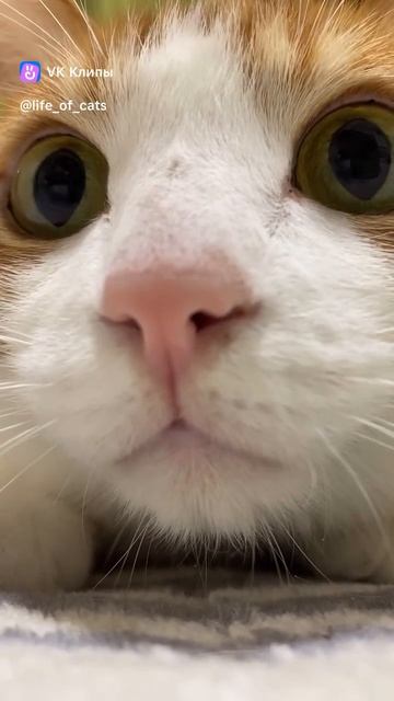 кот бурундук