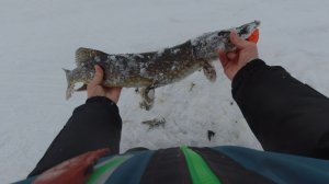 Щука на жерлицы Ладога Креницы