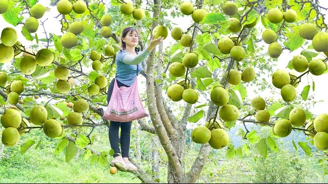 Собираю плоды груши и несу на продажу на сельский рынок. Собираю листья сладкого картофеля. Нхат смотреть онлайн
