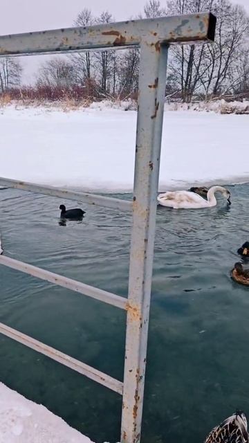 Лебеди и утки на Чомга — острове, зима 2026 #activevibesbelarus #Беларусь #зима #чомга #остров