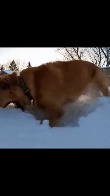 #собаки #снег #зимняяприключение #собаканаснегу #приключениянаснегу #снежныеигры