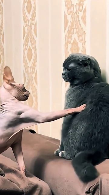 Волосатая 🤣😺