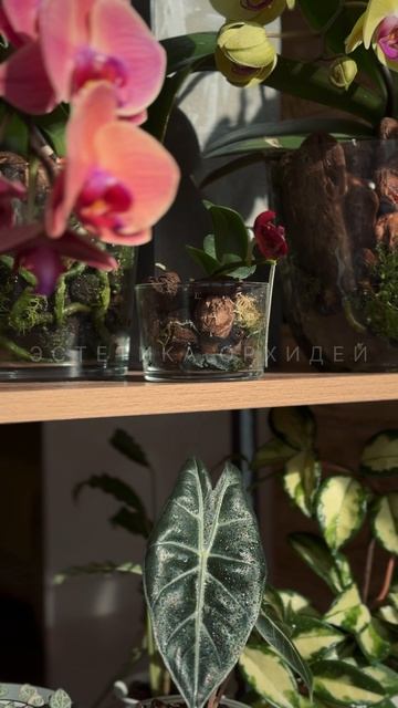 Растения в интерьере