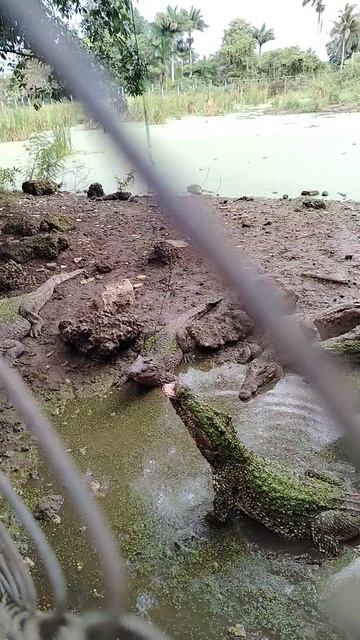 Куба Экскурсия Крогодиловая ферма Кормление крокодилов