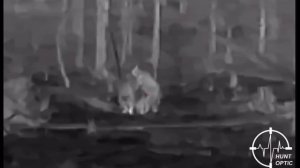 Медведь в прицеле - меткие выстрелы с помощью тепловизора