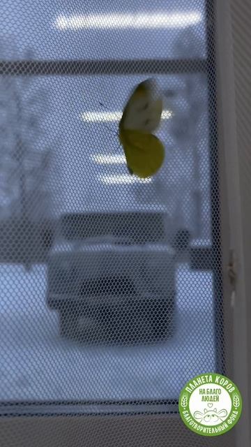 Февраль в самом разгаре, но на Планете Коров, кажется, весна решила наступить раньше срока