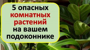 Уберите эти 3 цветка с подоконника! Народные приметы о растениях-мужегонах и цветах для денег