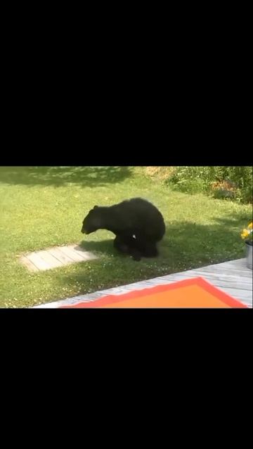 Животные бывают добрее чем люди...