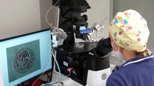 40 лет назад в России начала действовать программа экстракорпорального оплодотворения.